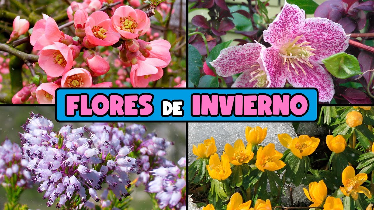 10 PLANTAS con FLORES que CRECEN EN INVIERNO