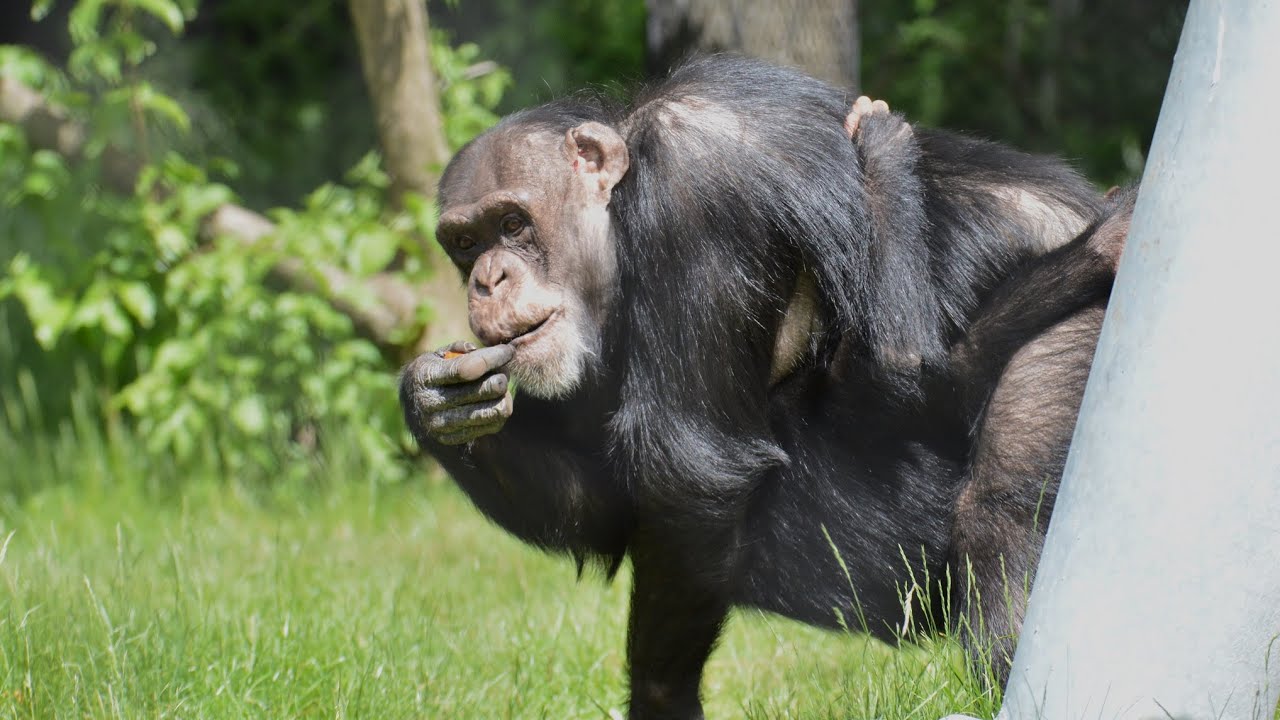 The chimps' first week outside!