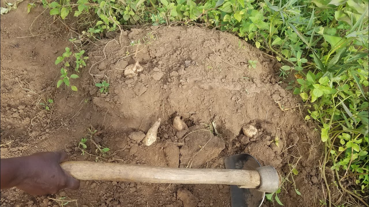 How to Harvest and Preserve Sweet potatoes for future use