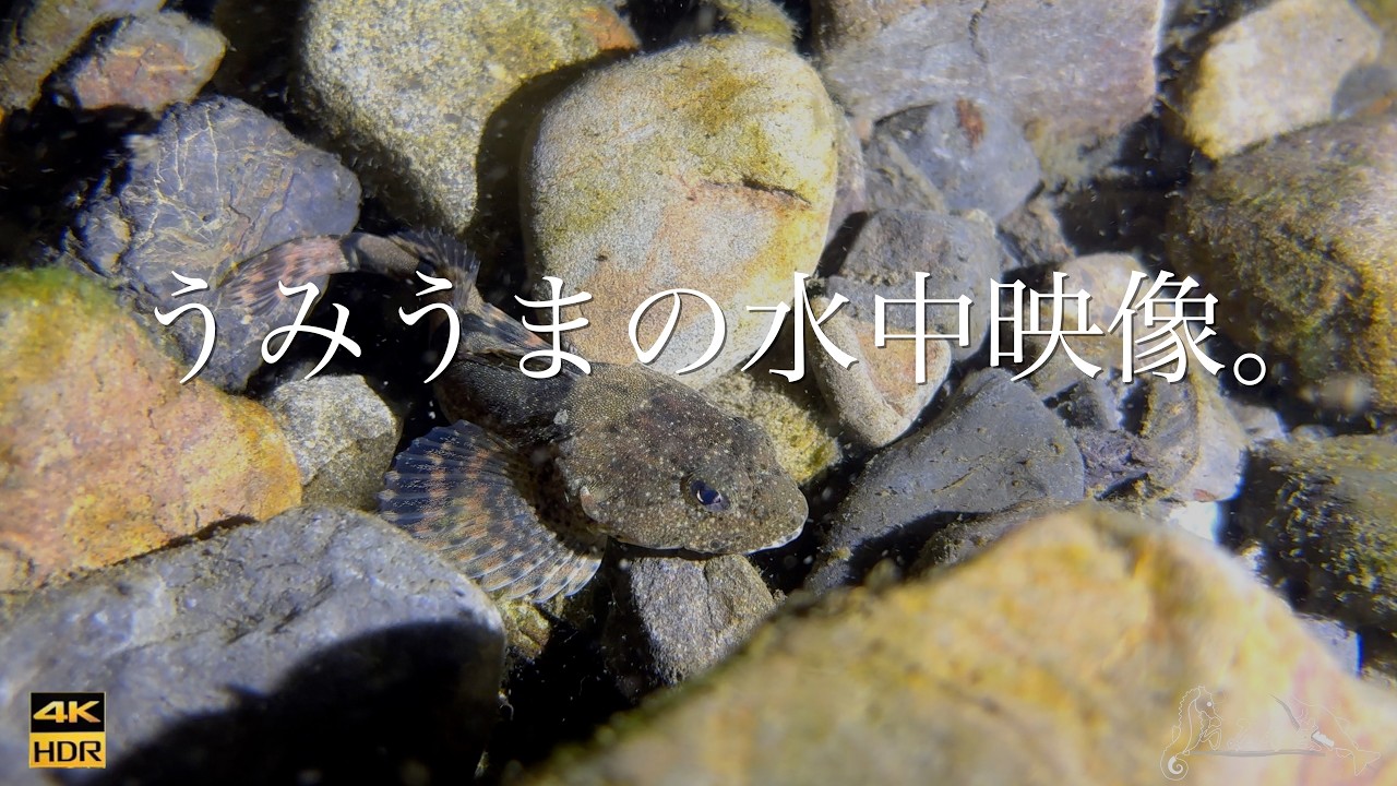 【４K】【水中映像】アユカケの住む川。〜大規模な瀬切れと残された魚たち。〜
