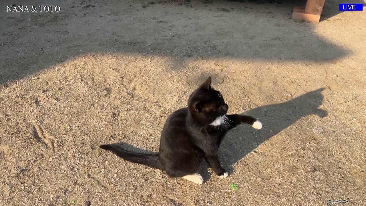 Toto's Golden Hour Adventures ☀️🐾 Outdoor Tuxedo Cat Living His Best Life