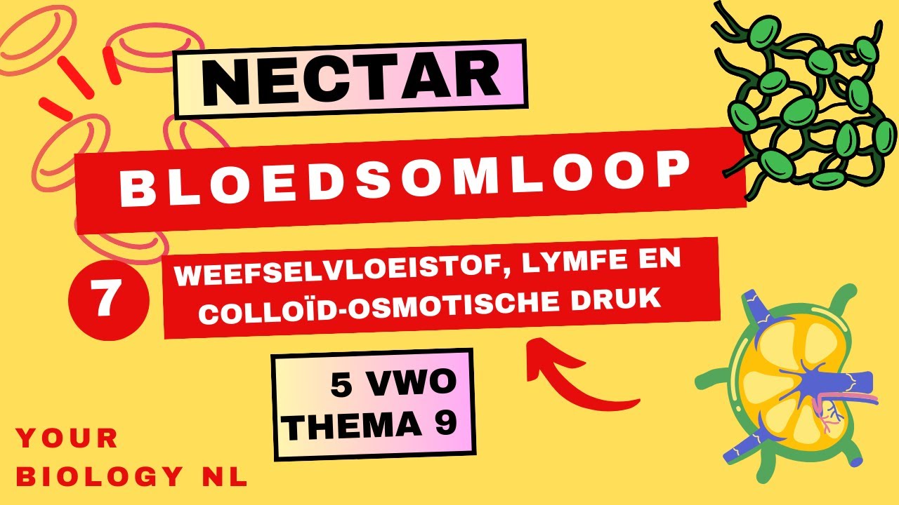 5 vwo | Bloedsomloop | 7 | Weefselvloeistof, lymfe & colloïd-osmotische druk