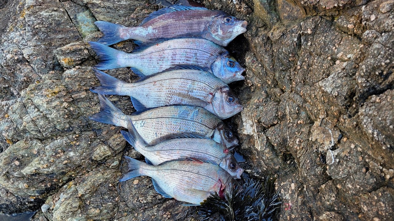 Pêche à Fond de Dorades en bord de mer aux appâts congelés ( coque/couteau/calamar/gambas)