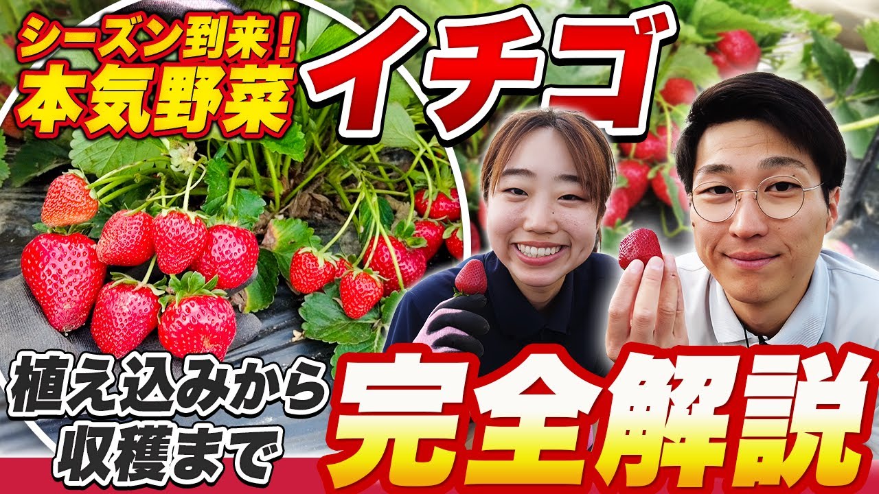 【家庭菜園】サントリー本気野菜イチゴ解説【完全版】