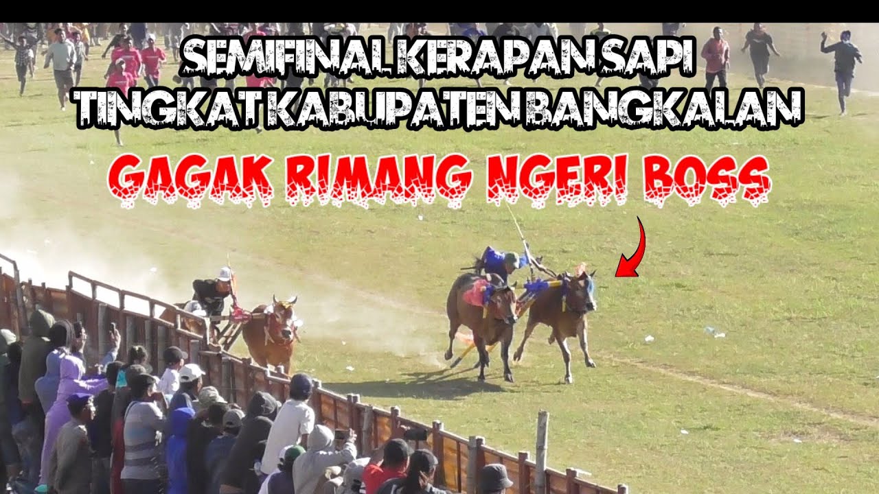 semifinal kerapan sapi tingkat kabupaten Bangkalan 2024 free final
