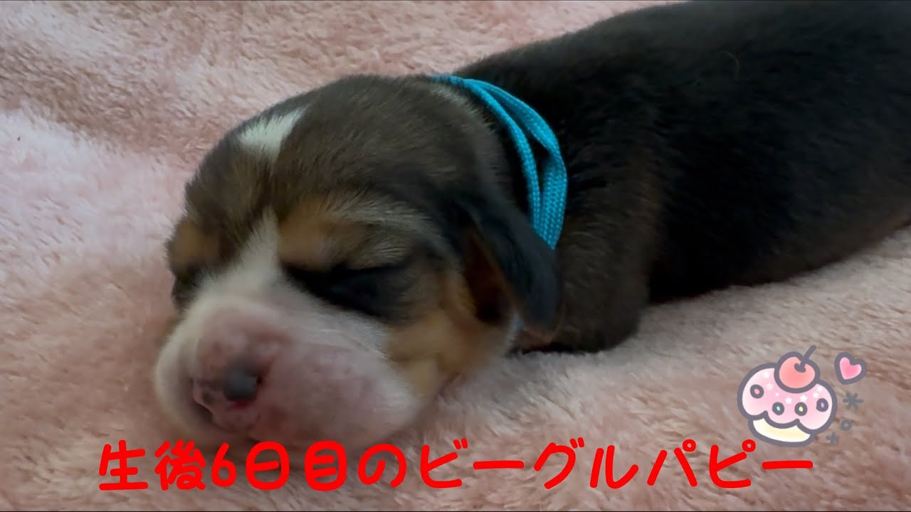 [ビーグル]生後6日目のパピーたち(ルビー