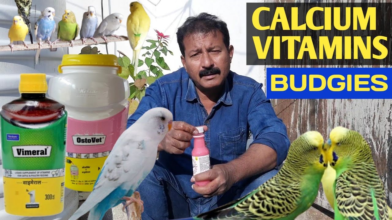 Best multivitamins and calcium for budgies | Australian parrots