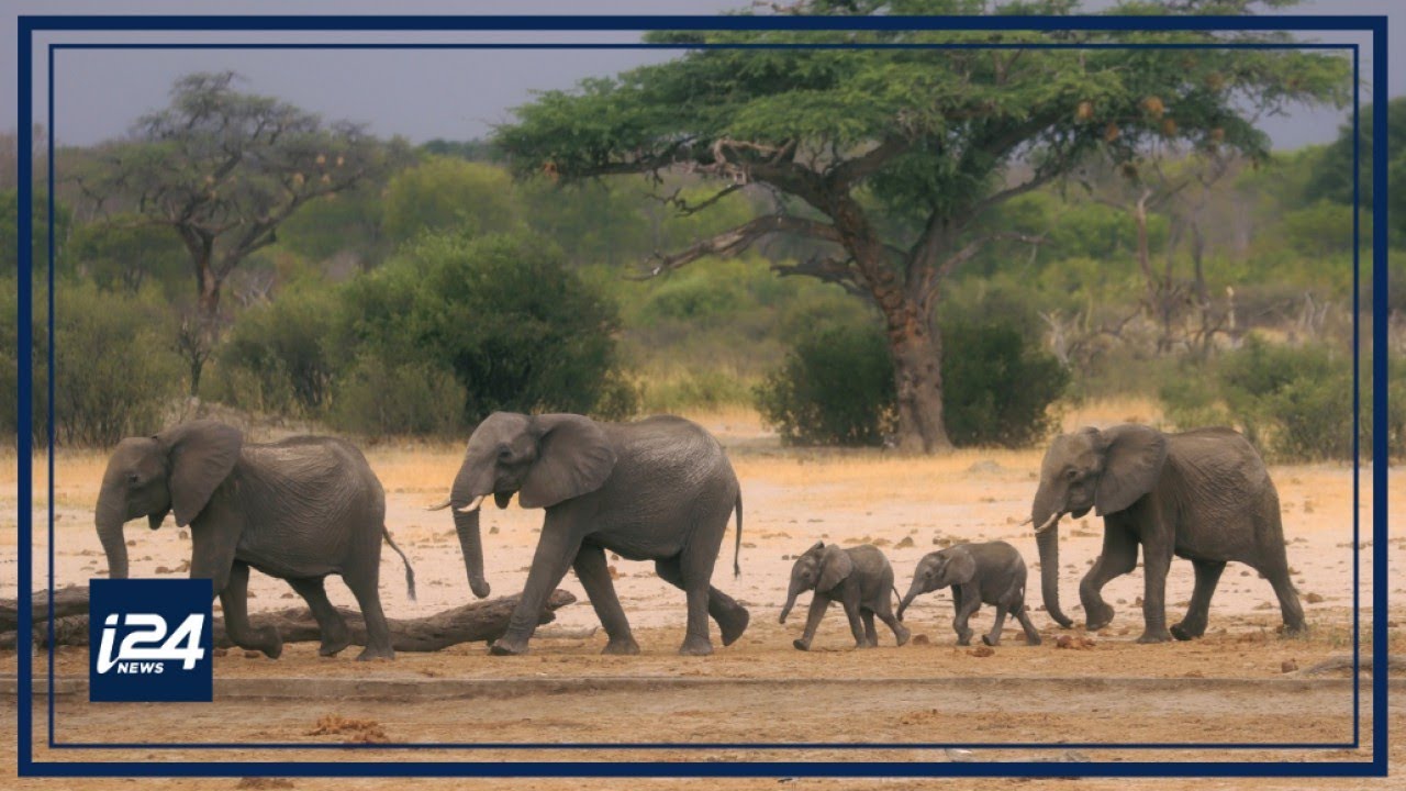 World Elephant Day: The plight of captive elephants