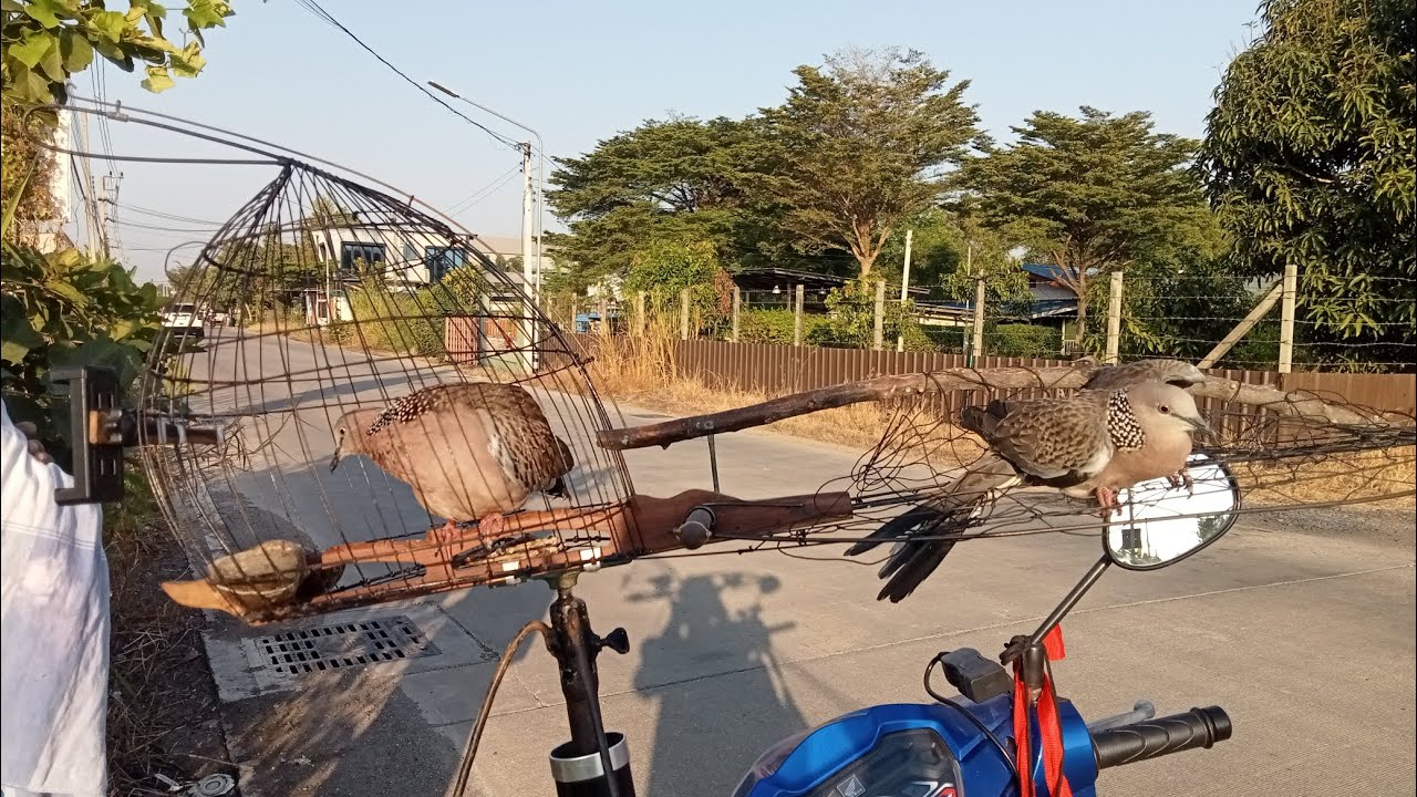 ต่อนกเขาใหญ่ หมายคลองสองกับบรรยากาศหนาวๆ 