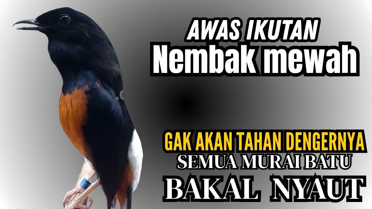 burung murai batu GACOR cocok buat PANCINGAN murai batu agar bunyi JADIKAN burung murai gacor NYAUT