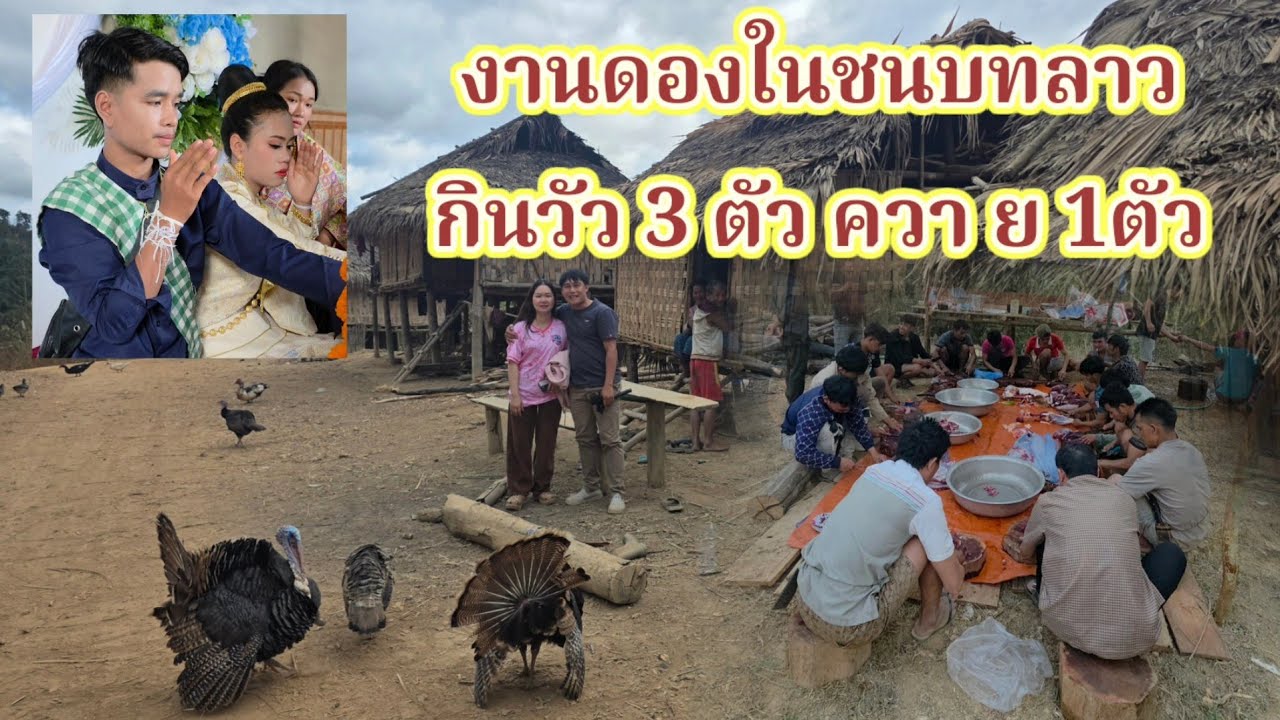 งานดองในหมู่บ้านลึกลับ กินวัว 3ตัว และ ควา ย อีก1ตัว #งานนี้ปิดหมู่บ้านกินเลย