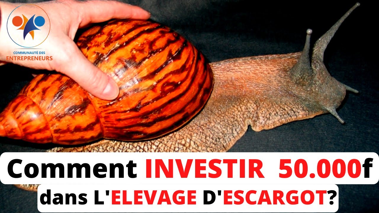 INVESTIR 50.000F dans L'ELEVAGE D'ESCARGOTS (comment démarrer avec 50.000f son élevage d'escargot?)