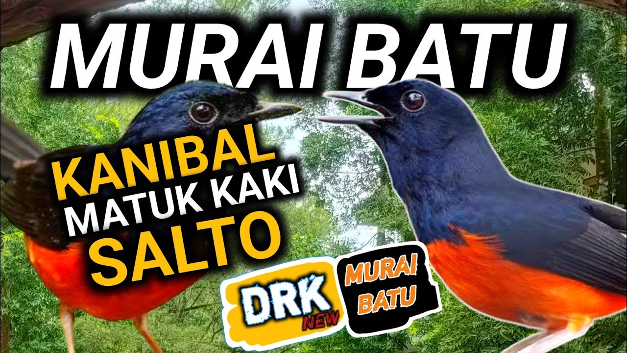 BOLEH KALIAN CATAT !!! MURAI BATU KANIBAL MURAI BATU MATUK KAKI MURAI BATU SALTO INI YANG TERJADI