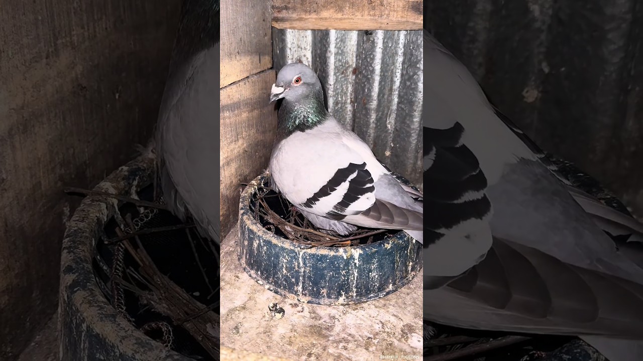 Brid s nest making 🪺 #pigeon #bird #loft #nest