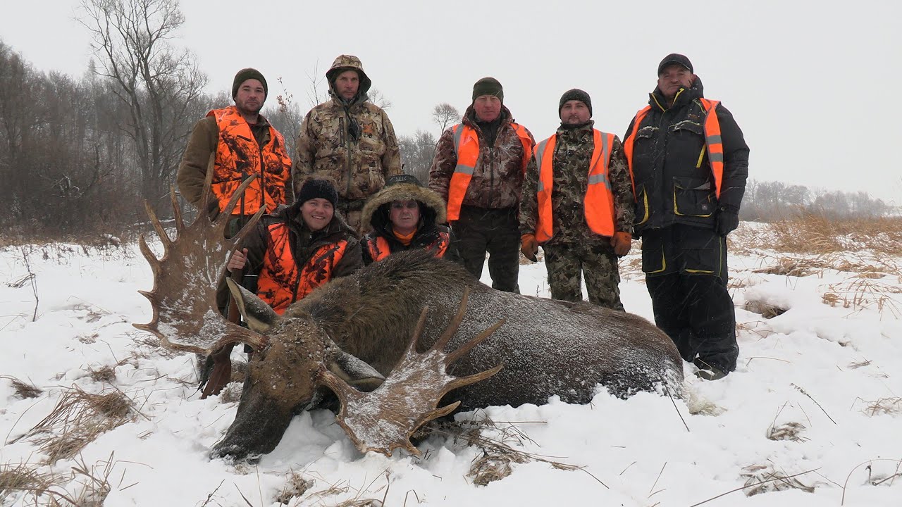 Загонная охота на лося Dr&uuml;ckjagd auf Elchwild 2021