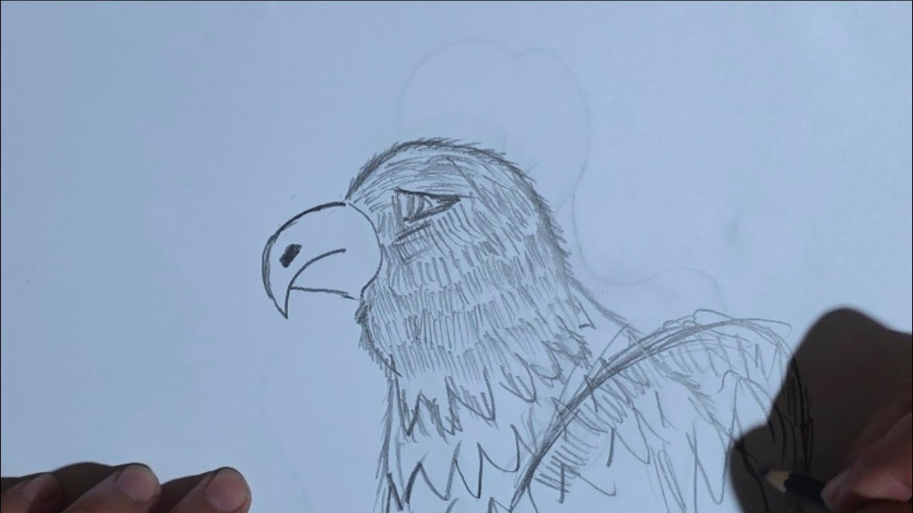 How to draw Eagle Drawing🦅🦅