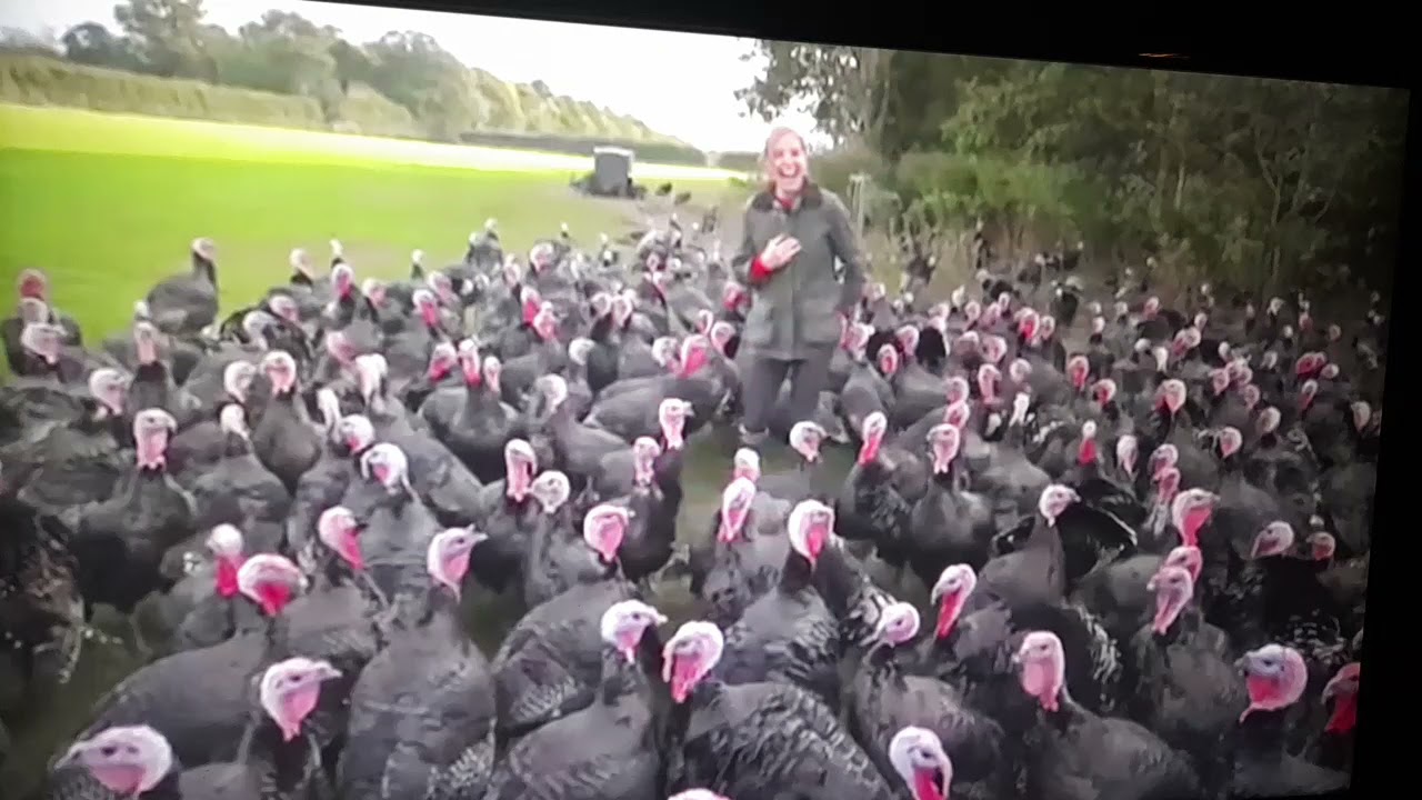 Lachen met kalkoenen!