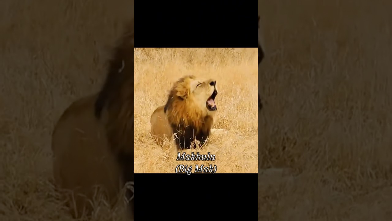 The roars of the mapogo brothers🏴&zwj;☠️⚔️|king roar| #king #lion #animalsounds #roar #natural #viral