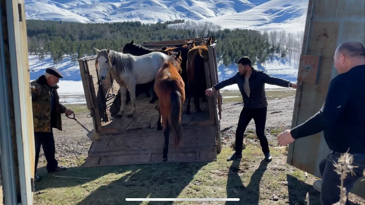 İlxının maşına mindirmək prosesi😁