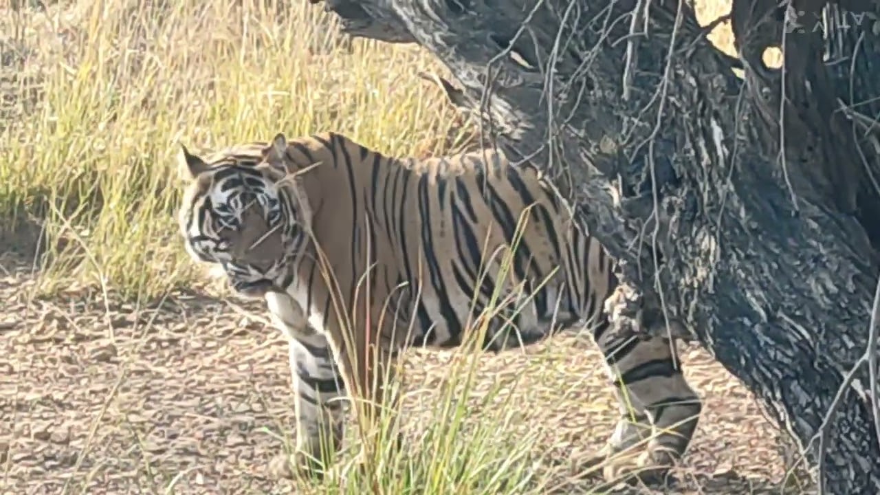 Male T120 Ganesh / Yodha & Female Tiger T124 Riddhi  Male tiger Roaring Ranthambore Tiger Safari
