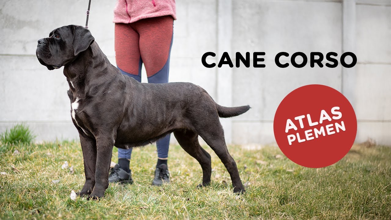 🐶 Cane corso - Atlas plemen - Tlapka TV