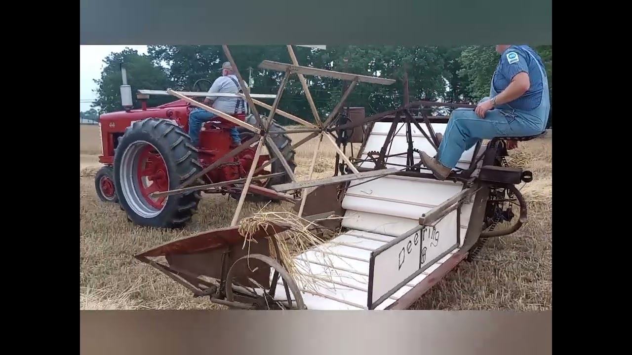 Binding Barley with a Farmall 450 and Deering grain binder.