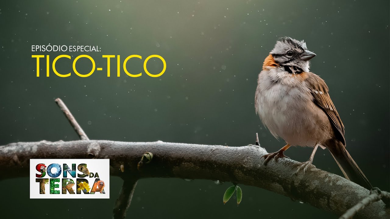 Especial Trechos: Tico-tico além da canção