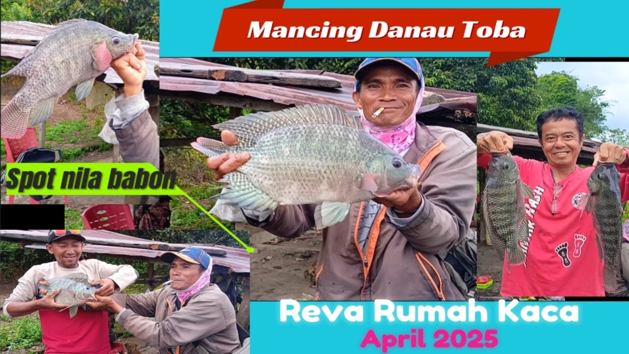 Mancing Danau Toba, Ikan disini babon semua, Nila babon