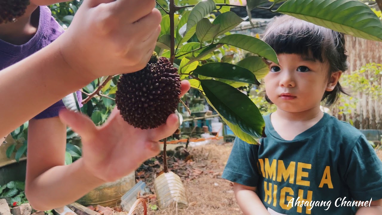 Harvest Pulasan Fruit | Tropical Fruit #pulasan #tropicalfruit #malaysiafruit