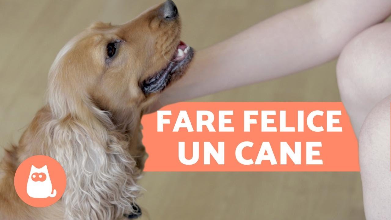 Come rendere felice un cane - 10 trucchi