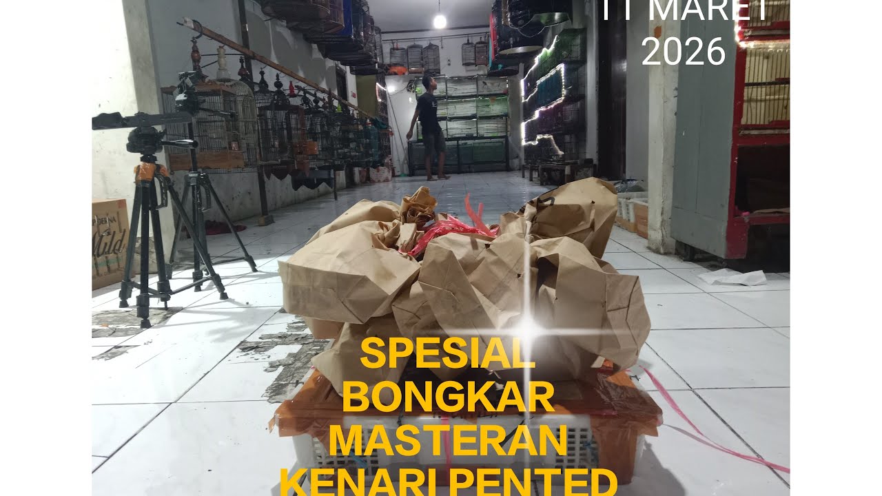 OBRAL SEMUA JENIS BURUNG MURAI DAN MASTERAN  !!!!