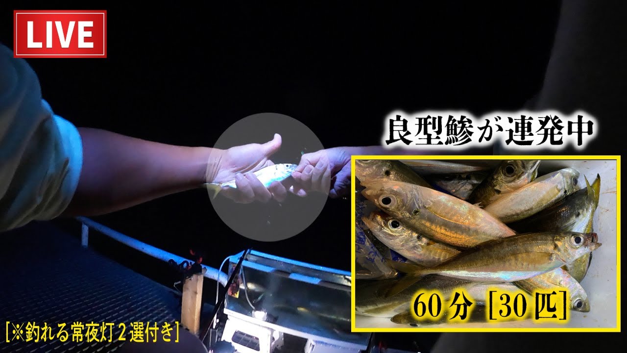 【速報豊浜】シロメトリックと投光器で良型連発中。［時速30匹］