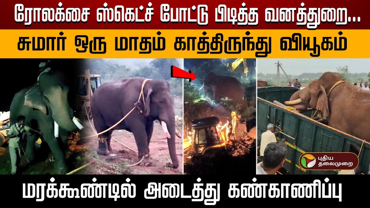 சுமார் ஒருமாதம் காத்திருந்து கண்காணித்து வியூகம் அமைத்து பிடித்த ரோலக்ஸ் | Rolex Elephant | PTD