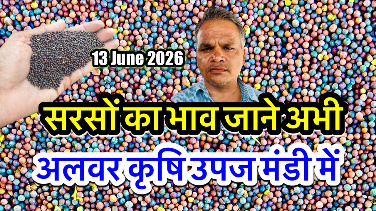सरसों का ताजा भाव आज अलवर मंडी, Sarson Ka Mandi Bhav Today, सरसों में जबरदस्त तेजी मंदी देखें अभी?