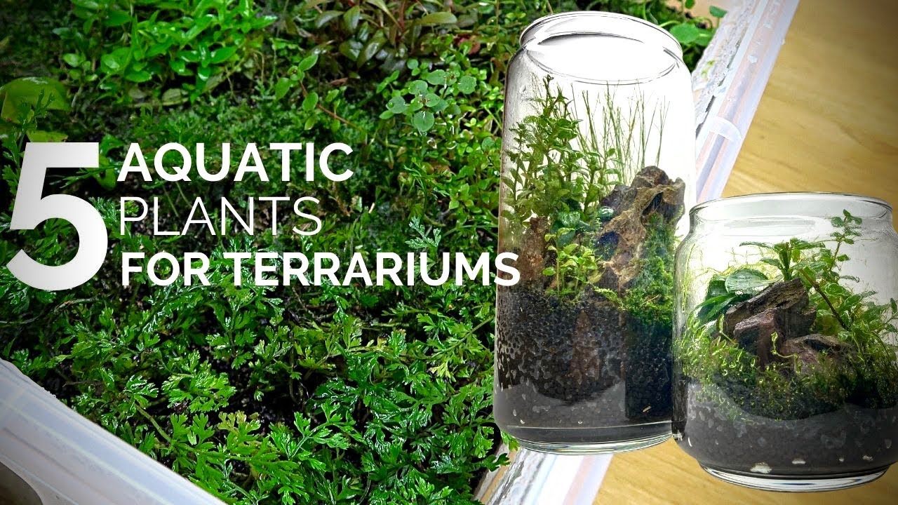 5 Aquatic plants that work and look great in terrariums