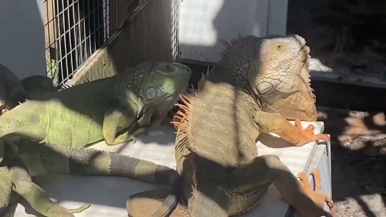 Adult Breeding Group of Hypo Melanistic Iguanas Produce over 30 Bright Yellow Hypos each year