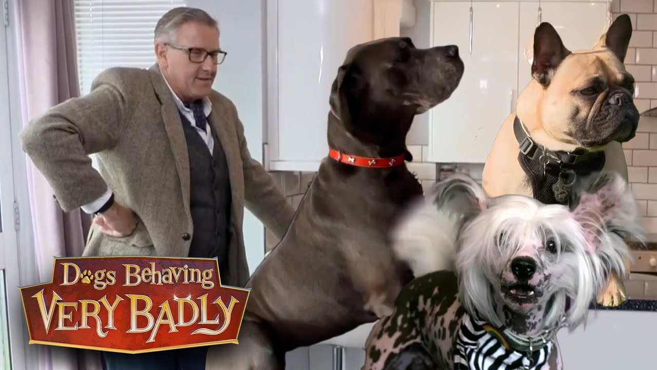 Neediest Dogs | Dogs Behaving Very Badly