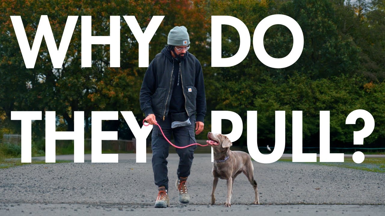 This is why your dog pulls, let's fix it!