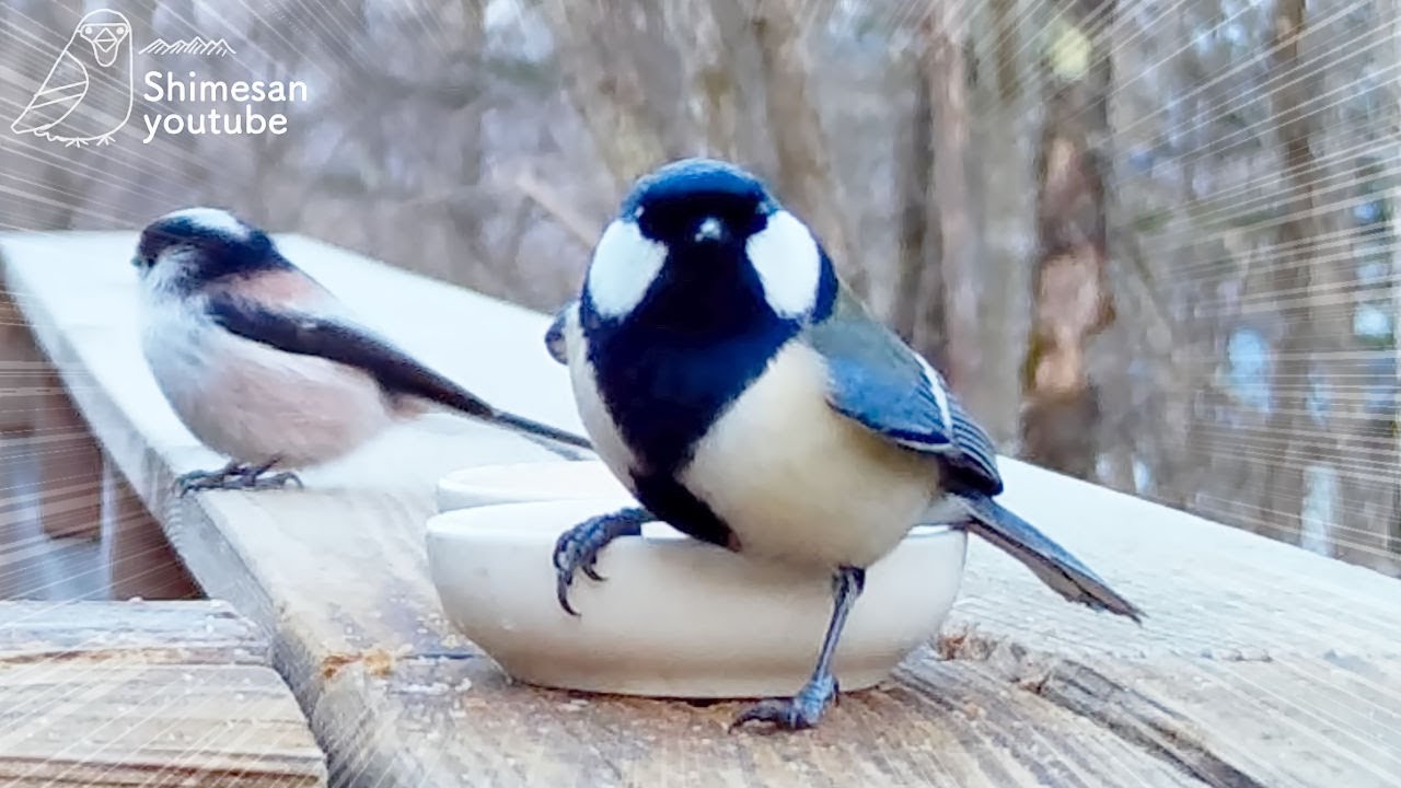 【どやりすぎ！】シジュウカラ、エナガとヒガラを吹っ飛ばす！（2023/03/10）