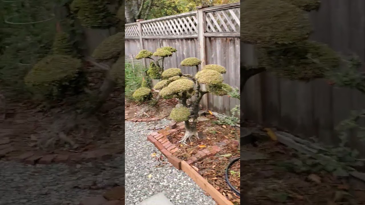 Fall alert #garden #gardendelight #gardenideas #gardening #gardenlandscaping #backyard #landscaping