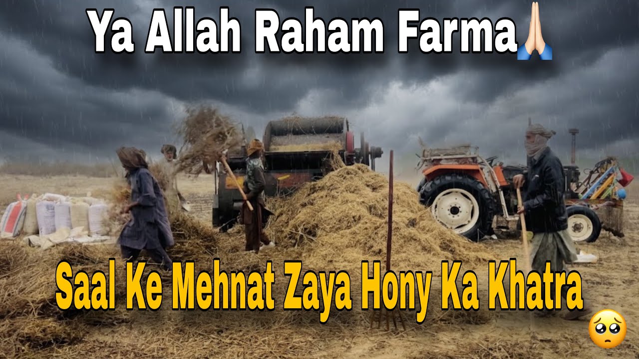 Ya Allah Reham Farma 🙏 Achanak Barish Pury Saal Ki Mehnat Zaya Hony Ka Khatra 🥺