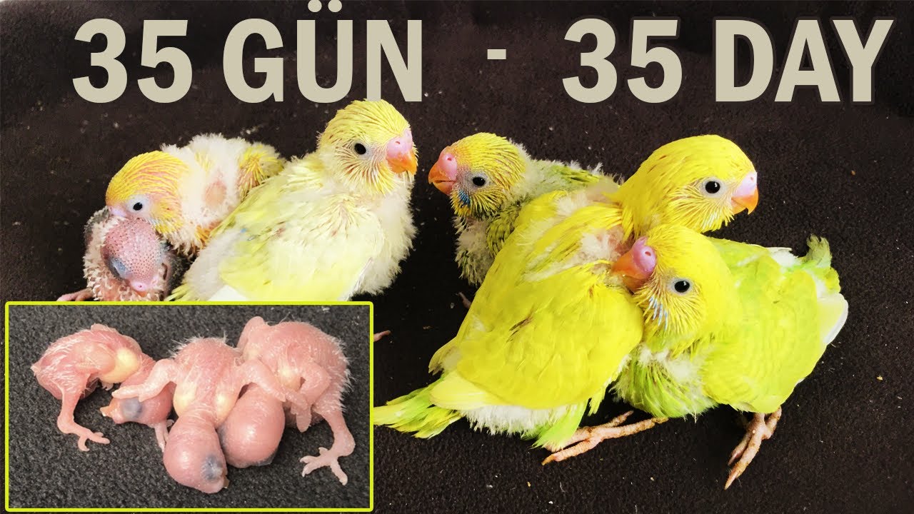 Muhabbet kuşu gelişimi 35 günlük serüveni Yavru Muhabbet Kuşu Büyümesi