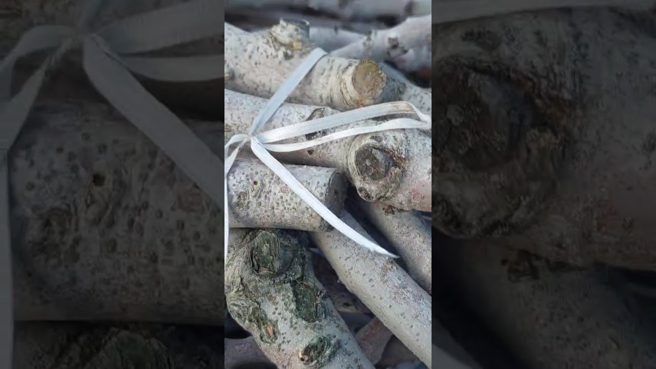 fıstıkta karagöz kurdu tuzak imhası..