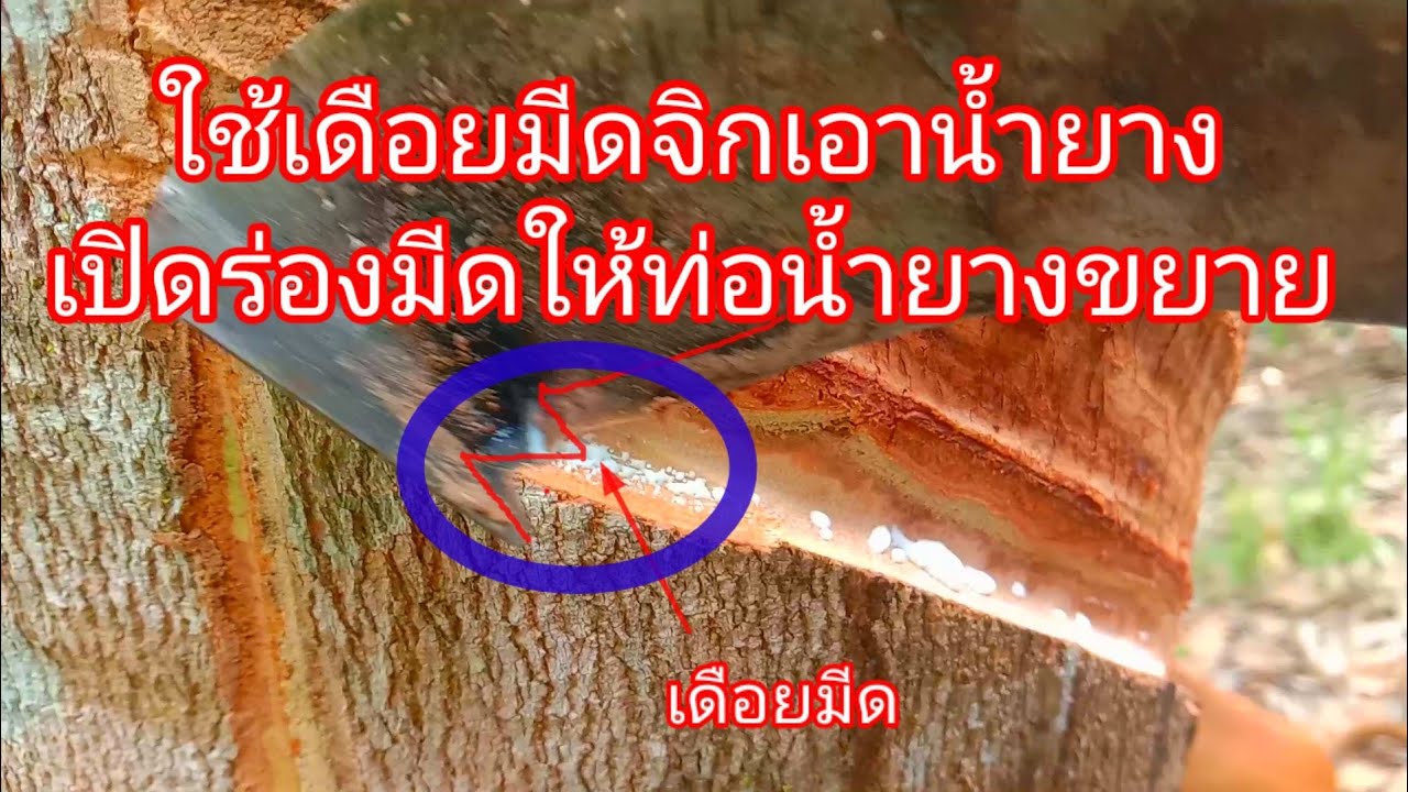 #กรีดยางแบบนี้เปิดท่อน้ำยางทำให้น้ำยางออก100%(เอาเดือยมีดจิก)