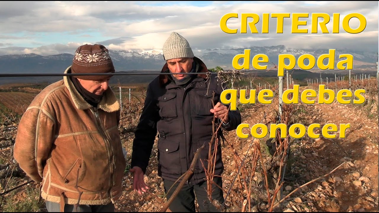 Criterio de poda que debes conocer