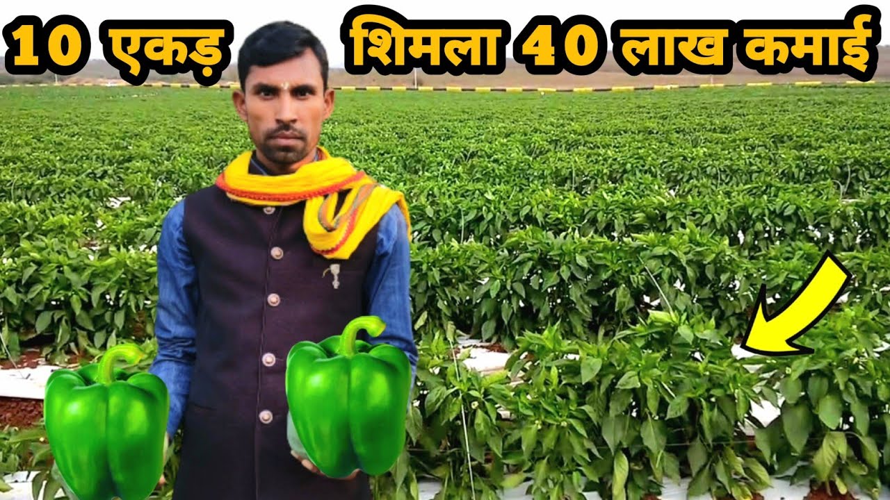 मेरे तरीके से शिमला मिर्च + कुंदरू लगाओ 1एकड़ में 8 लाख कमाई होगी | shimla mirch ki kheti ki jankari