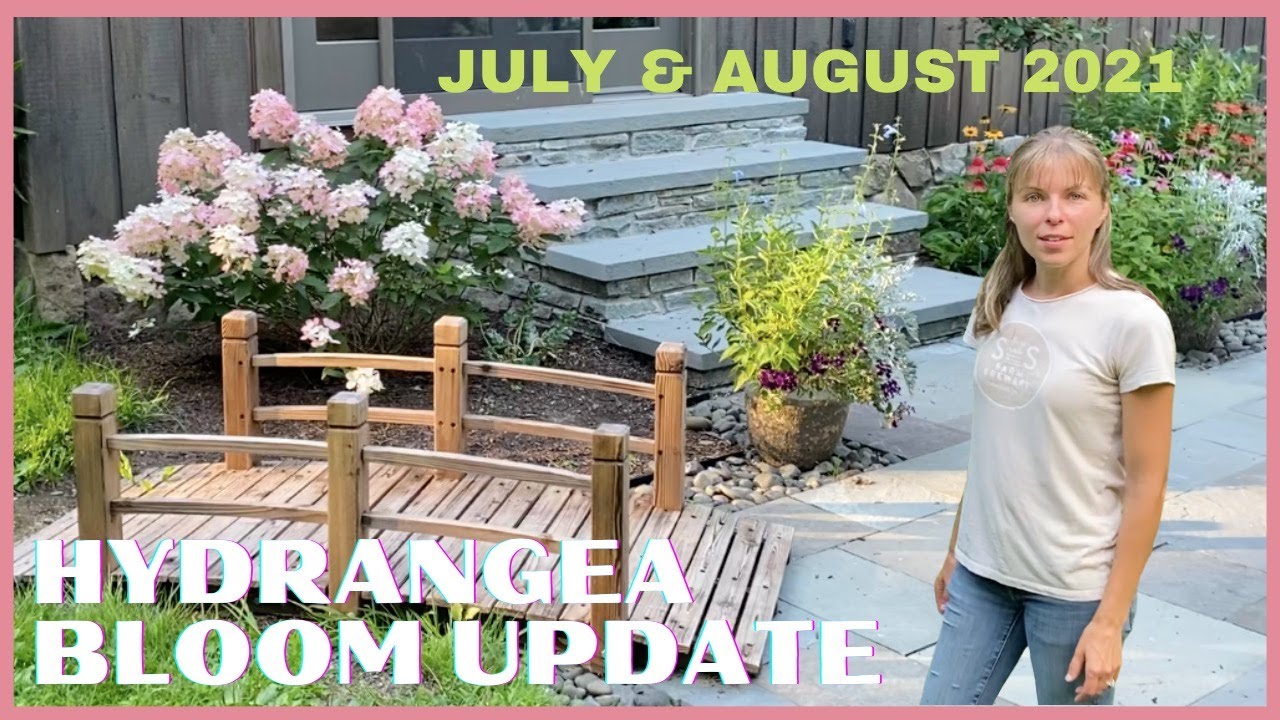 Hydrangea Bloom Update and Tour // July & August 2021 // Mid-Summer Bloom Zone 5b