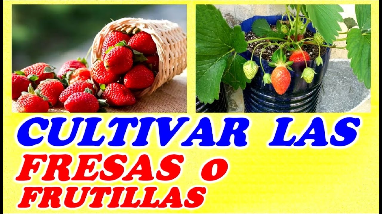 Cultiva tus FRESAS o FRUTIILLAS en Macetas o Sobre Plástico // MUY FACIL // Todo Huerta y Jardín
