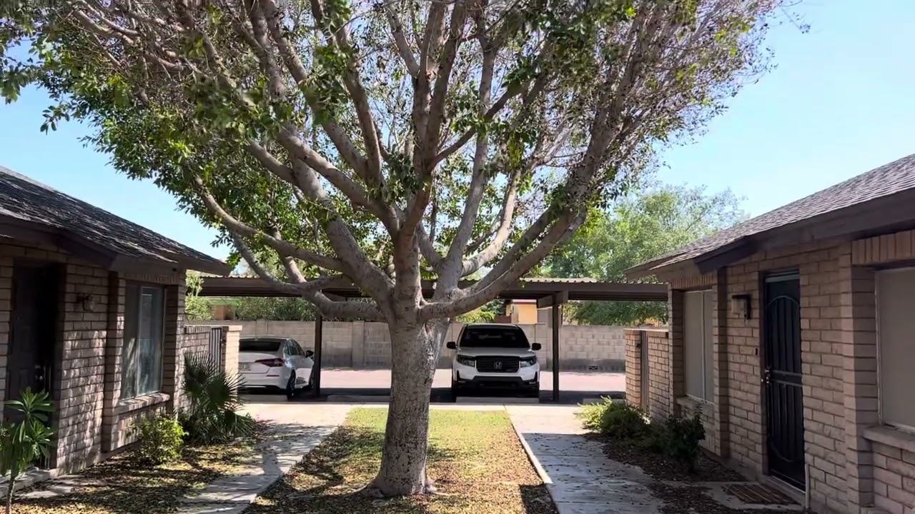 Why Your Ficus Trees in Phoenix are Dying Right Now