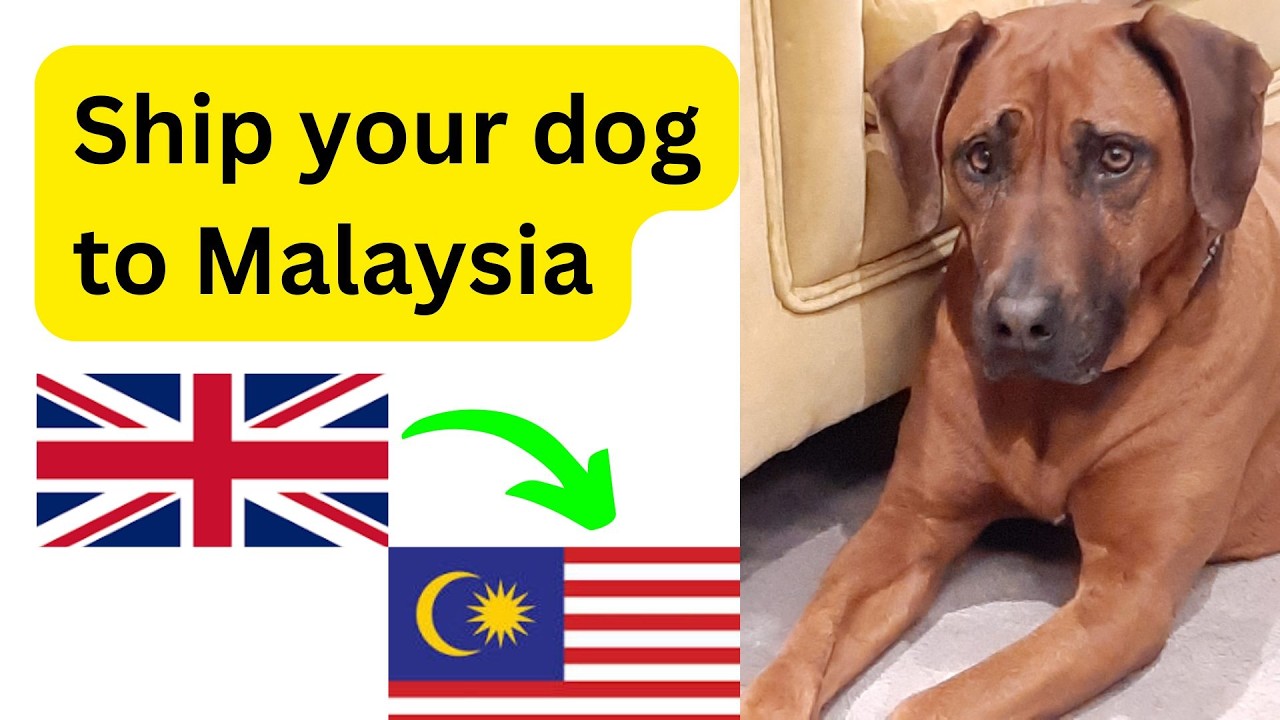 How to ship your dog from UK to Malaysia // British expat // Shipping pets // Pet relocation